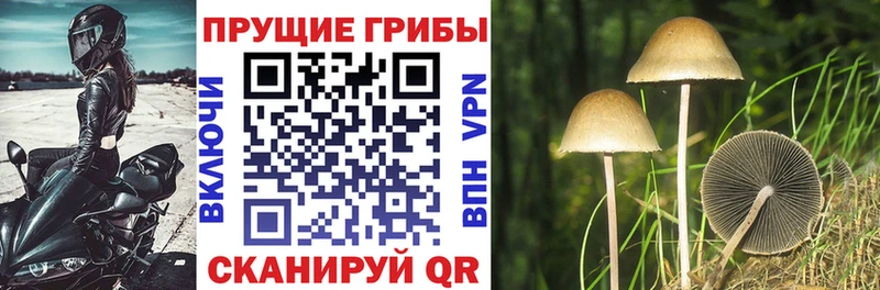 Галлюциногенные грибы прущие грибы  Купить закладки  Миллерово 